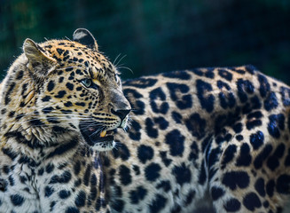 Fototapeta na wymiar Beautiful Leopard hunting in jungle among green grass, Panthera pardus. Little move blur photo.