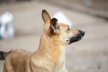 Homeless dog from a dog shelter on nature