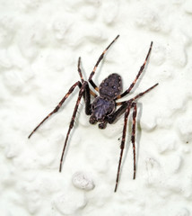 Nahaufnahme einer dunklen Spinne an einer Hauswand