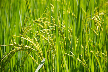 Fresh rice on a green field in Laos.