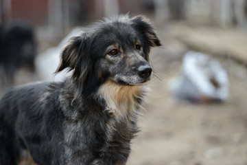 Homeless dog from a dog shelter on nature
