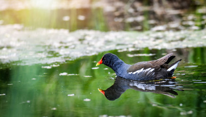 Common Moorhen in natural water natural habitat. (Gallinula chloropus). Bird wide photo, panorama concept.