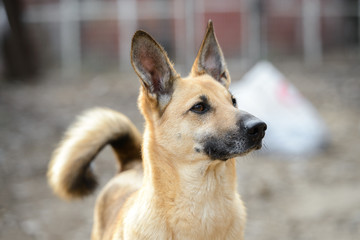 Homeless dog from a dog shelter on nature