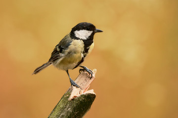 Close-up of a yellow Great tit bird (Parus major) perched on wooden stick against vibrant orange background