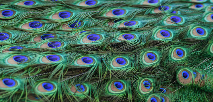 Peacock feathers in detail. Texture or background Colorful and Artistic photo.