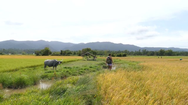 Asian woman walks trough rice fields in San Vincente, Palawan, Philipinnes