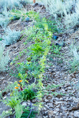 Lines of vegetation and flowers in a garden