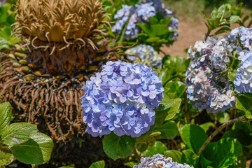 Blue Hortensia, hydrangea flowerin the garden, floral background