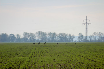 ein schon wieder grünendes Feld im Herbst über das mehrere Rehe sprinten