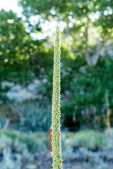 Tall mullein bush with yellow blooms growing in a garden