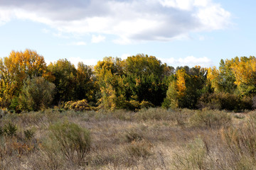 autumnal landscape with yellow leaves