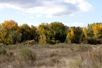 Fototapeta premium autumnal landscape with yellow leaves