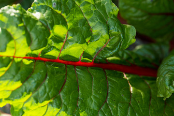 Red and green veiny squash leaves backlit by the sun