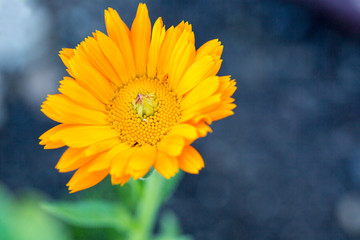 Bright orange flower against a dark background in a garden