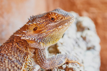 close up of a bearded dragon (Bartagame) looking into camera