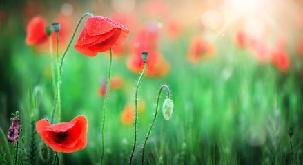 Beautiful field of red poppies in sunset light. Red poppy flower.