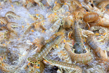 Fresh skin shrimps are stacked together