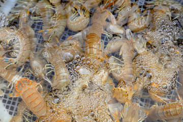 Fresh skin shrimps are stacked together