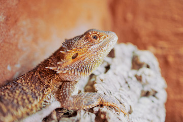 close up color picture of a female bearded dragon in its terrarium