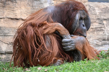 ボルネオオランウータン