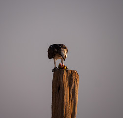 Osprey perched eating fish on Hawar Islands in the Arabian Gulf between Bahrain and Qatar