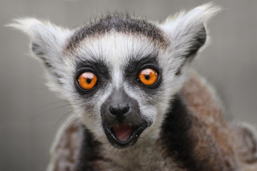 looking Lemur