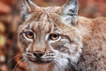 looking lynx