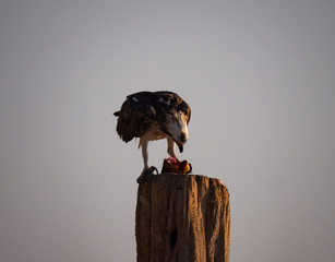 Osprey perched eating fish on Hawar Islands in the Arabian Gulf between Bahrain and Qatar