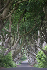 The Dark Hedges road with trees from Game of Thrones