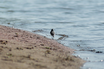 A little bird wandering around the beach