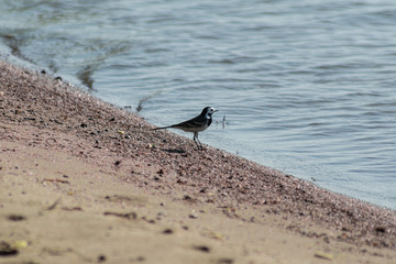 A little bird walking down the beach