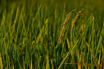 Closeup of yellow and green paddy rice grain field with green leaf in the day time, organic paddy rice isolated in green background.
