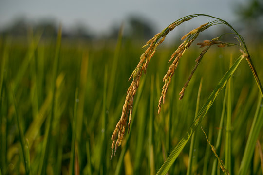 Closeup of yellow and green paddy rice grain field with green leaf in the day time, organic paddy rice isolated in green background.