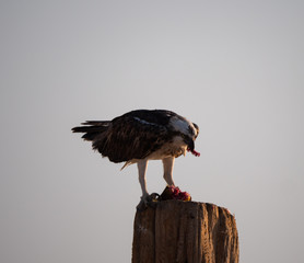Osprey perched eating fish on Hawar Islands in the Arabian Gulf between Bahrain and Qatar