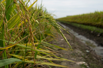 Closeup of yellow and green paddy rice grain field with green leaf in the day time, organic paddy rice isolated in green background.