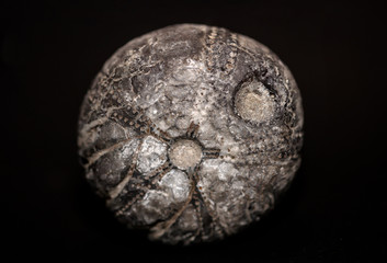 ein Fossil, ein versteinerter Seestern