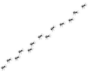 Obraz premium Worker ants marching in a line. ants road, Vector illustration