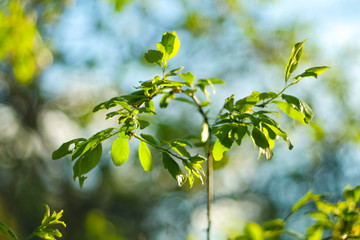 Vibrant green spring leaves on a blurry bokeh background