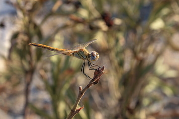 Dragonfly standing on a branch in Turkey