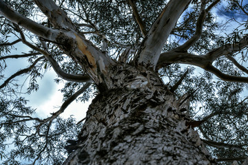 trunk of a tree