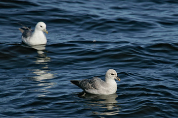 Eissturmvogel (Fulmarus glacialis) dunkle und helle Farbmorphe schwimmen nebeneinander, Nordsee, offshore, Deutschland