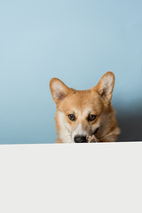 Hungry cute corgi dog is sitting behind the table and is waiting for vitamin food. Corgi dog like cytrus fruits. Healthy life, detox concept. Copy space