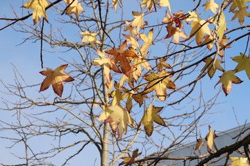 leaves