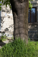 Big stem of tree.