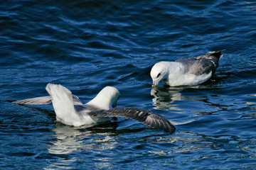 Eissturmvogel (Fulmarus glacialis) zwei Altvögel schwimmen in Drohgebärde aufeinander zu, Nordsee, offshore, Deutschland