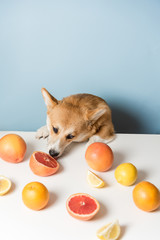 Corgi dog sitting behind the table and licking food. Naughty dog steals food from the table. Corgi dog like cytrus fruits. Bad dog steals fruit from the table. Healthy life, detox concept. Copy space