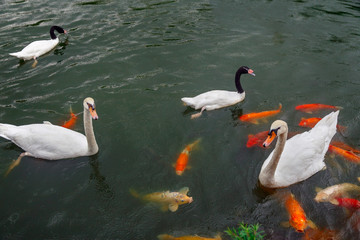 White swans and koi carps