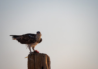 Osprey perched eating fish on Hawar Islands in the Arabian Gulf between Bahrain and Qatar