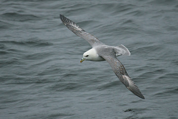 Eissturmvogel (Fulmarus glacialis) Flugbild über dem Meer mit ausgebreiteten Flügeln, Nordsee,...