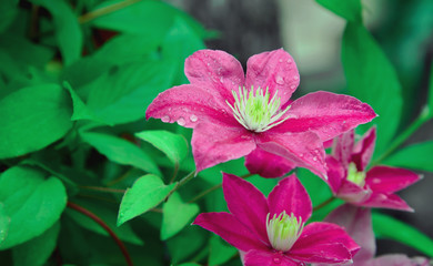 Pink flower in the garden